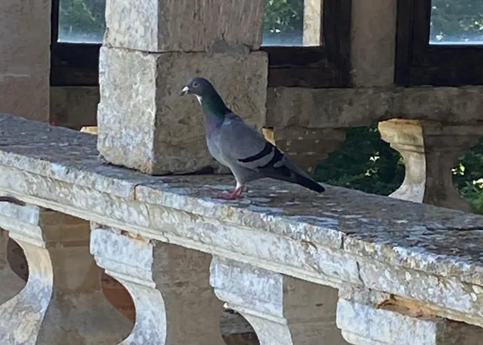 Chateau De Cibioux Bed & Breakfast 3*